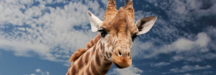 Giraffe Giraffe